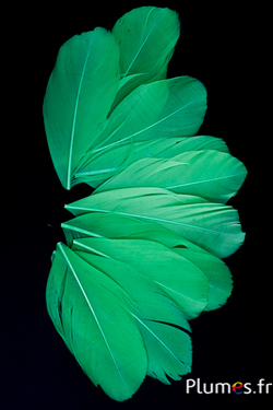 Pétales en plumes - 6-8 x 3-4 cm - vert